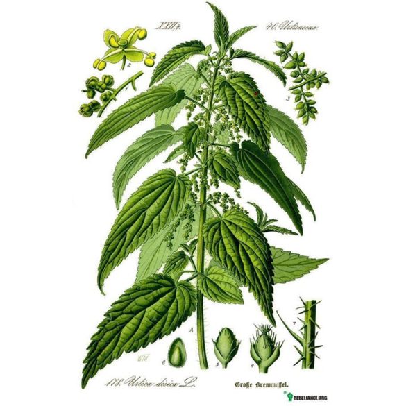 Herbavirág Csalánlevél 50 g