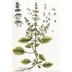 Herbavirág Bazsalikom 50 g