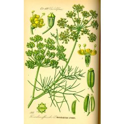 Herbavirág Édeskömény 50 g