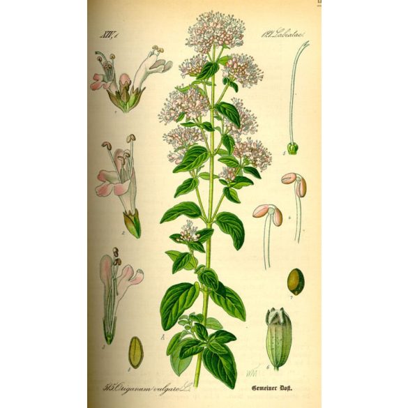 Herbavirág Szurokfű (Oregano) 50 g