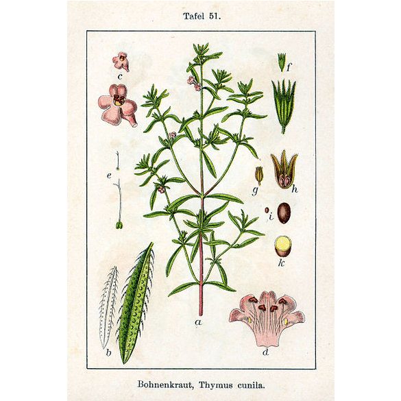Herbavirág Borsikafű (Csombor) 50 g