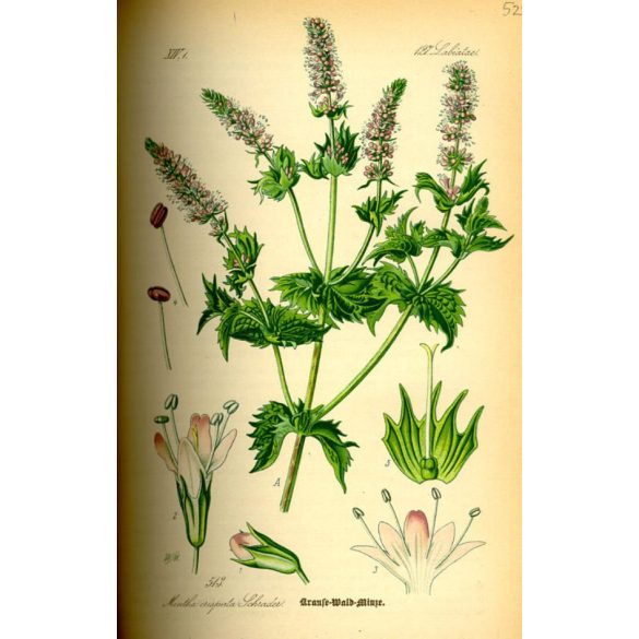 Herbavirág Fodormenta levél 50 g