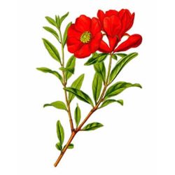 Herbavirág Hibiszkuszvirág 50 g