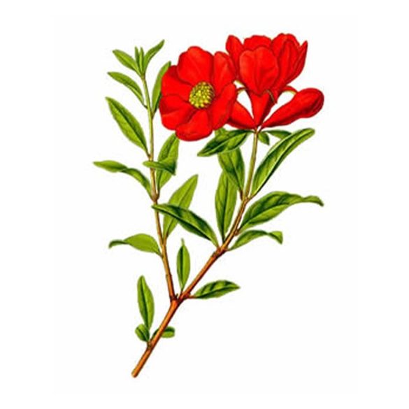 Herbavirág Hibiszkuszvirág 50 g