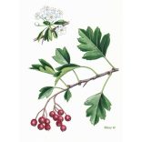 Galagonya virágos-leveles hajtás