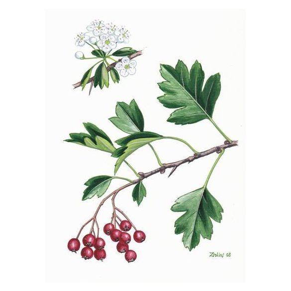 Galagonya virágos-leveles hajtás