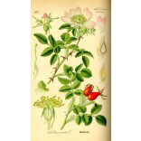 Csipkerózsa