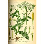 Közönséges cickafark